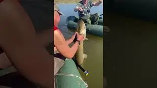 This Pike is a Beast 🐊 