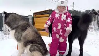 🔥 Wolfdog GULDAN 🔥и малышка