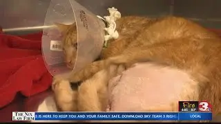 Community comes together to pay for abused cat's amputation