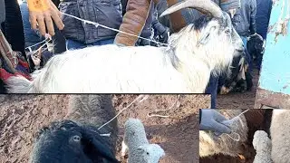 Шымбай Мал Базары. 23.01.2022.  1-болим.  Кой базар. Ешки Базар. Скотный рынок