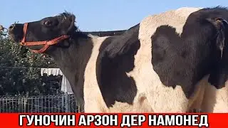 Гуночин алои ферма