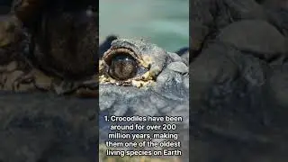 10 fun facts about crocodiles