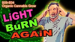 S09 E04 - Day 28 Of Our Cannabis Grow - Week 3 In Pots -  Changed The Light Cycle - Light Burn Again