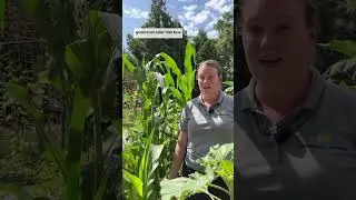 The #VictoryGarden corn is already taller than “knee high” for this time of year. #VeggieGarden