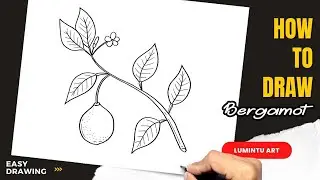 How to draw Bergamot - Easy Bergamot Drawing