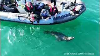 Race Rocks Sea Lion Disentanglement - October 22, 2024