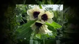 Опасные Растения