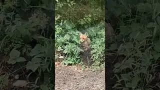 Лиса на Куршской косе #shorts #fox