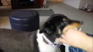 New Dog Toy: 