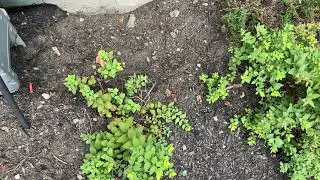 How To Plant Potatoes