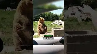 Friendly Bear Catches Food...