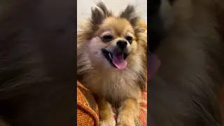 #reaction #tiktok #собака #pomeranian #шпиц #собаки
