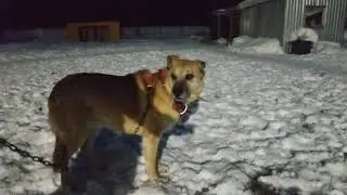 ПРОДОЛЖАЕМ УЧИТЬ ВАТРУШКУ ГУЛЯТЬ НА ПОВОДКЕ
