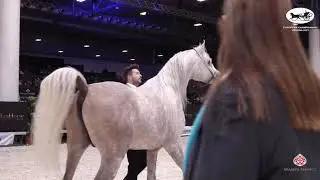 N 69 JASMIN Z   European Championship 2021   VERONA   Stallions 4 6 Years Old Class 13
