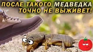 Я в шоке! Медведка сразу пропала!