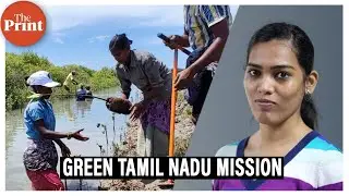Tamil Nadu government’s mission to improve mangrove cover across State