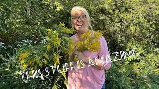 The AMAZING Benefits…. Of GOLDENROD!! Allergies and Respiratory!