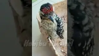 Platuk Sampit nembak gacor