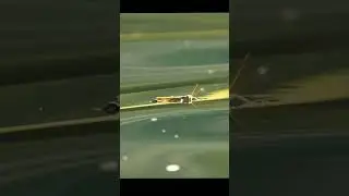 böceğin suyun gerilimini kullanarak durmasına mı şaşırayım yoksa balığın sinsi av yeteneklerine mi?