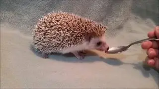 First tuna, first mealworm, lots of self-anointing!
