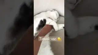 Котик ❤️6 часть