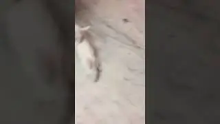 animal sex