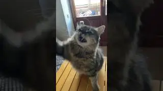 Моя кошка не хочет лечиться #котики #cat