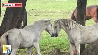 The Hidden Truth About Horse Breeding Centers Nobody Tells You