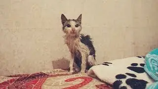 Rescue cat with a wound on the neck. My future Bear / SANI vlog