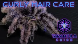 Curly Hair Tarantula (Tliltocatl albopilosus) Care Guide