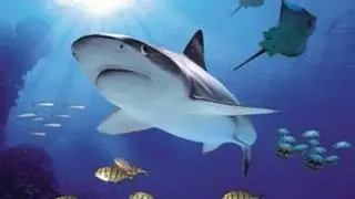 Blackpool Sea Life Centre full walk through