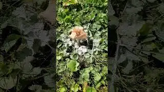 Unusual crystal like substance in my yard