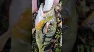 peacock bass on handmade lure #shorts #melencong #ultralight #sinking #pencil