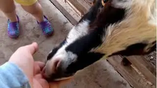Random Clips Of When I Went To The Zoo Last Summer