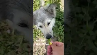 С Мигом едим горох 🤣 #мигпёс #новоеархангельское