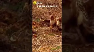 Rabbit Vs Eagle #shorts