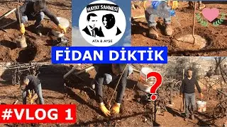 FİDAN DİKMEK / AĞAÇ DİKMEK 