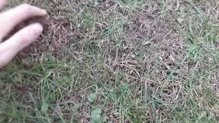 Growing a Phone Tree