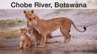 Wildlife on the Chobe River (Botswana) - elephants, lions and birds