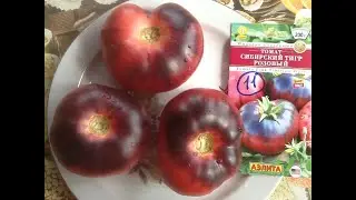 Томат "Сибирский тигр розовый". Дегустация