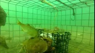 Inside a Crab Trap in the Hood Canal