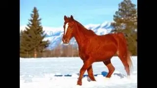 Самые красивые лошади