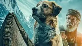 The Call of the wild film | smart dog | #boxoffice #Hollywood#bollywood #action#thebravebuck