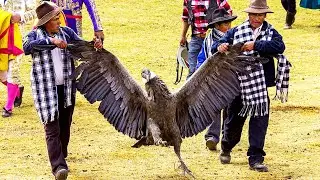 The World's Heaviest Bird That Got Lost In Time