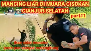 IKAN SIDAT MONSTER PENUNGGU MUARA