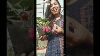 No need a garden for growing strawberry at home/ Grow strawberry easily/ Strawberry plant care tips