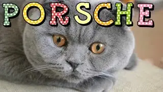 ШОТЛАНДСКИЙ ВИСЛОУХИЙ КОТ ПОРШ❤️ЖИЗНЬ КОТА❤️ Scottish Fold ❤️