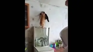 шухер... хозяйка пришла