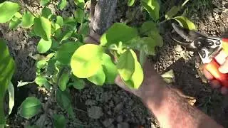 Drajonii de la baza pomilor. Un avertisment!