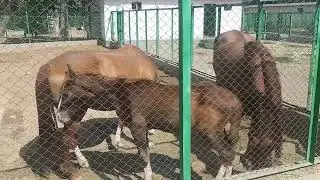 📹 Semental Corindón caballos Encuentro de primavera con yeguas Cavalos horses, Garanhão e égua